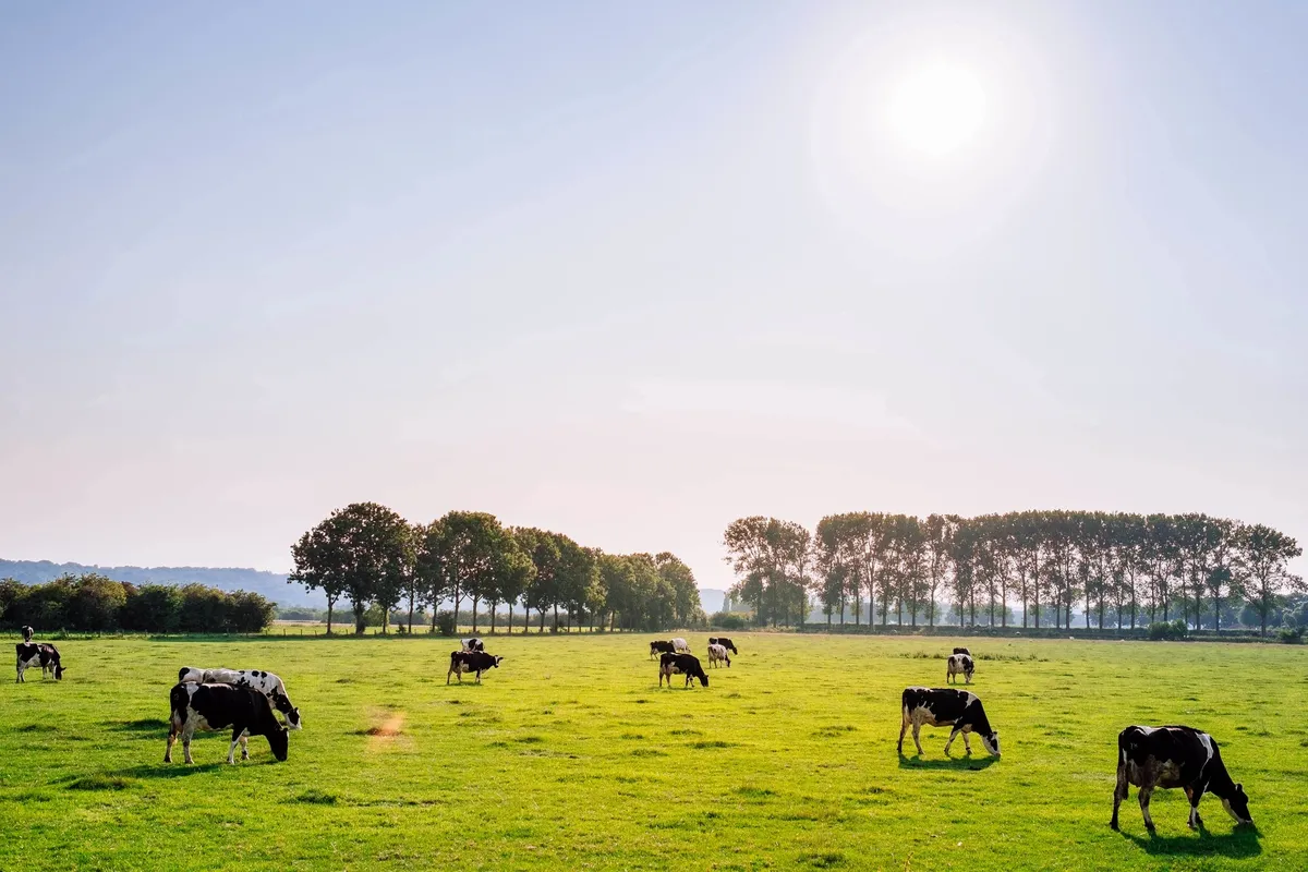 Gaupalak Dairy Farm